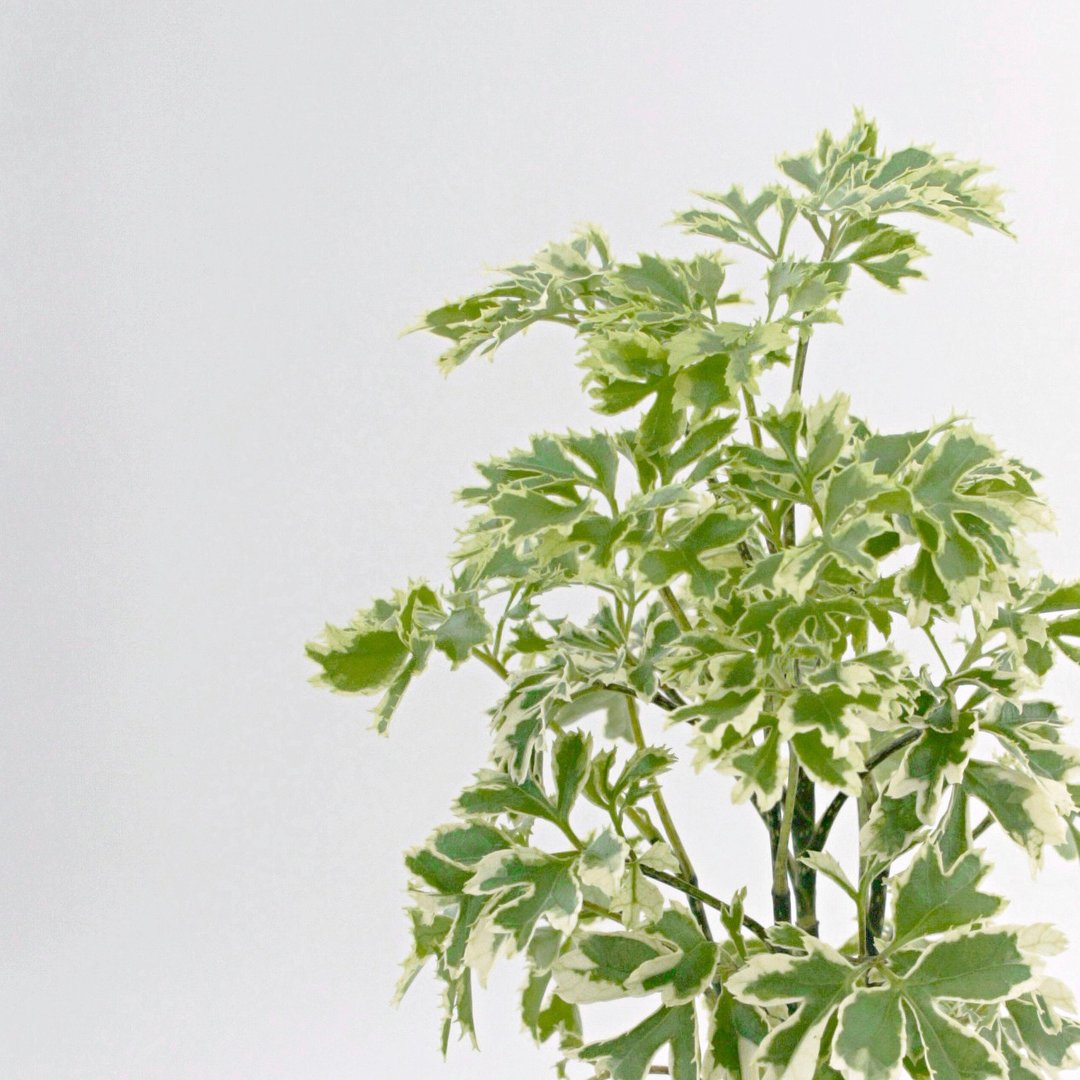 / 水耕盆栽 / 雪花福禄桐 - 植栽/盆栽 - 植物．花 