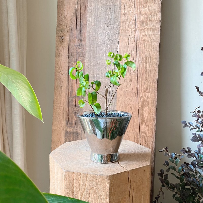 居家植栽 卷叶榕 - 植栽/盆栽 - 植物．花 粉红色