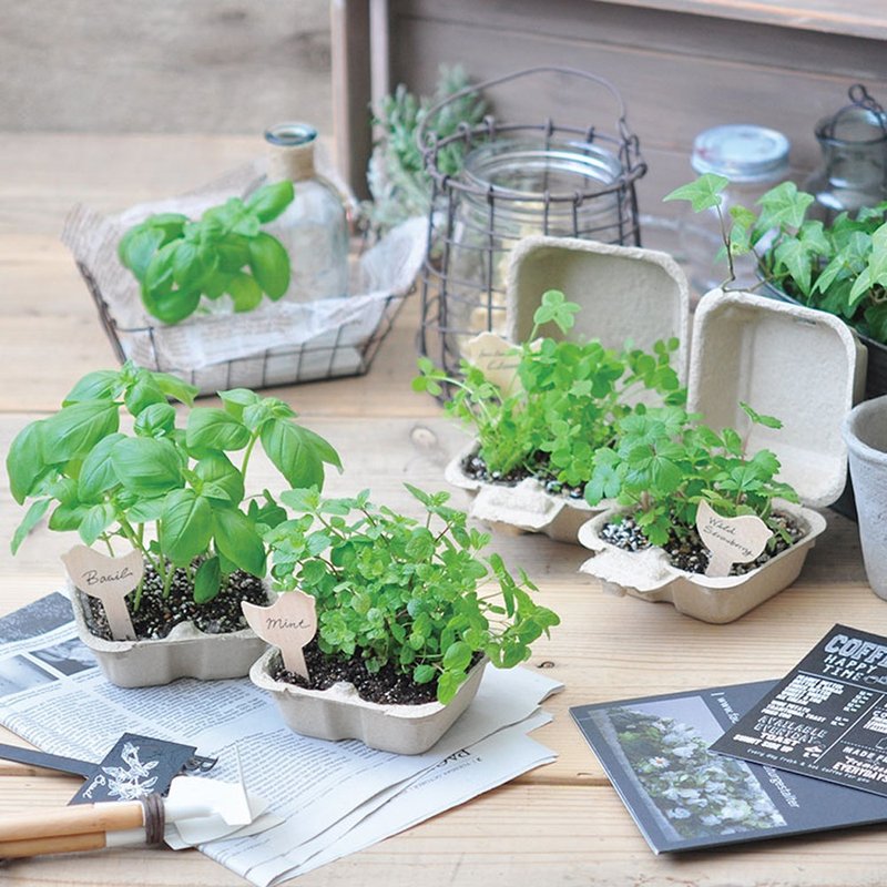 【环保推荐】Bird & Garden 鸟语花香 ECO可分解植栽组 - 植栽/盆栽 - 纸 多色