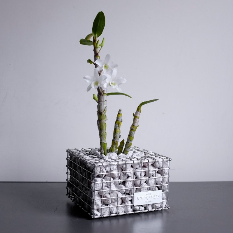 蛇笼正方盆 - M size - 花瓶/陶器 - 不锈钢 银色
