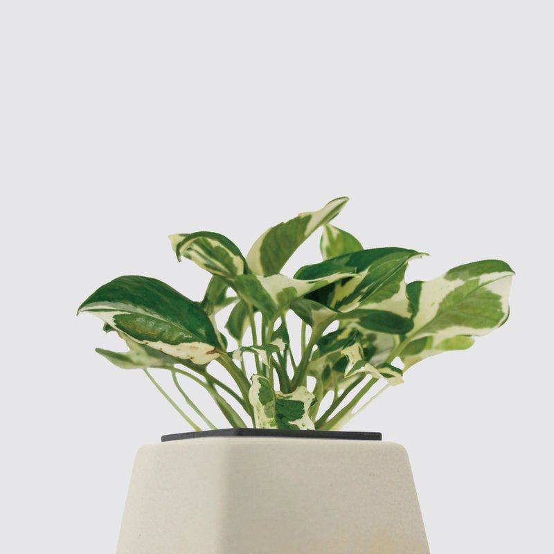 │ 方盆系列 │ 日本白金葛 - 厨浴植物 水耕盆栽 空气净化 - 植栽/盆栽 - 植物．花 