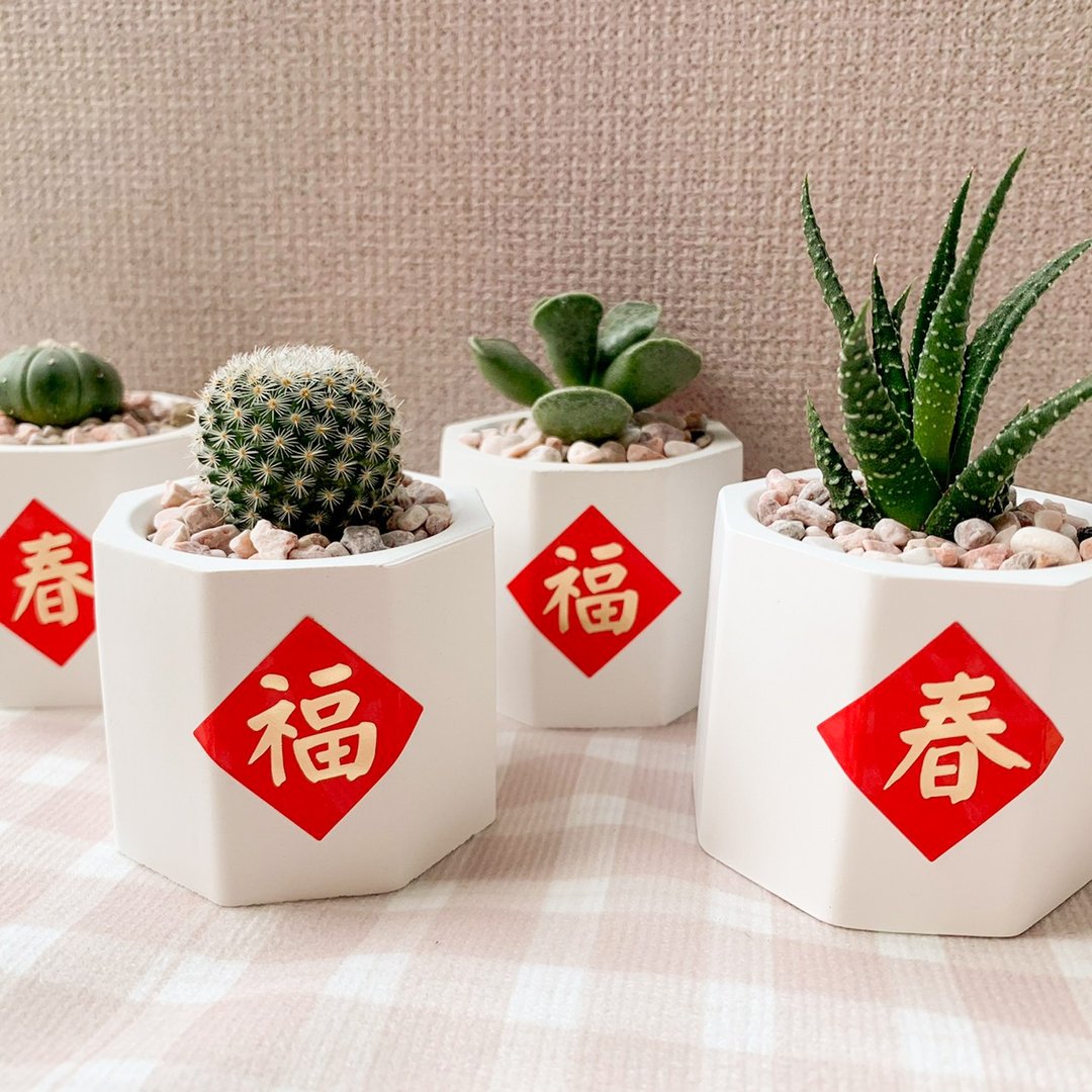 多肉植物扩香石盆栽/多肉植物/仙人掌 水泥盆栽 圣诞节交换礼物 - 植栽/盆栽 - 水泥 多色