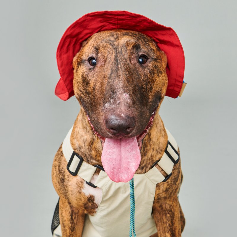 yama paws / bucket hat 酒红色 - 衣/帽 - 棉．麻 红色