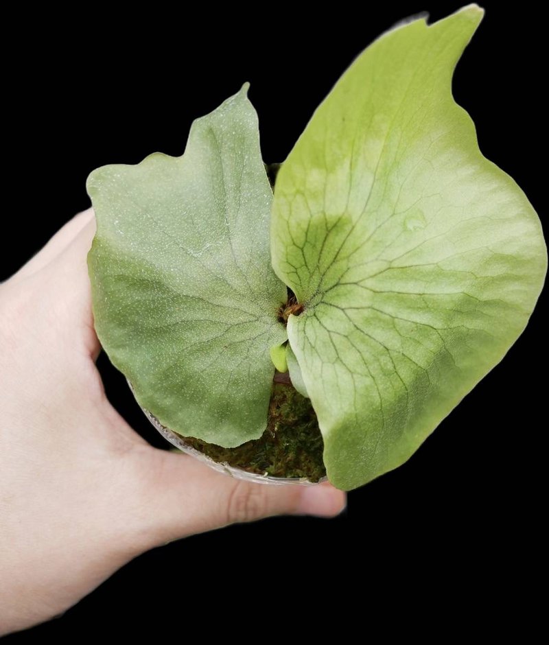 女王 女王鹿角蕨 P.Wandae - 植栽/盆栽 - 植物．花 绿色