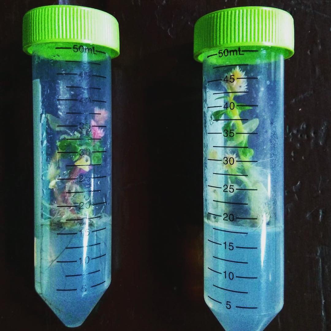 小室瓶栽 DIY 手做课程 - 植栽 - 玻璃 