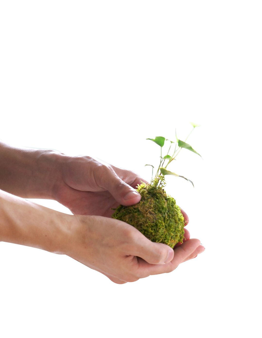 苔玉材料包-Kokedama DIY bundle - 植栽 - 植物．花 绿色