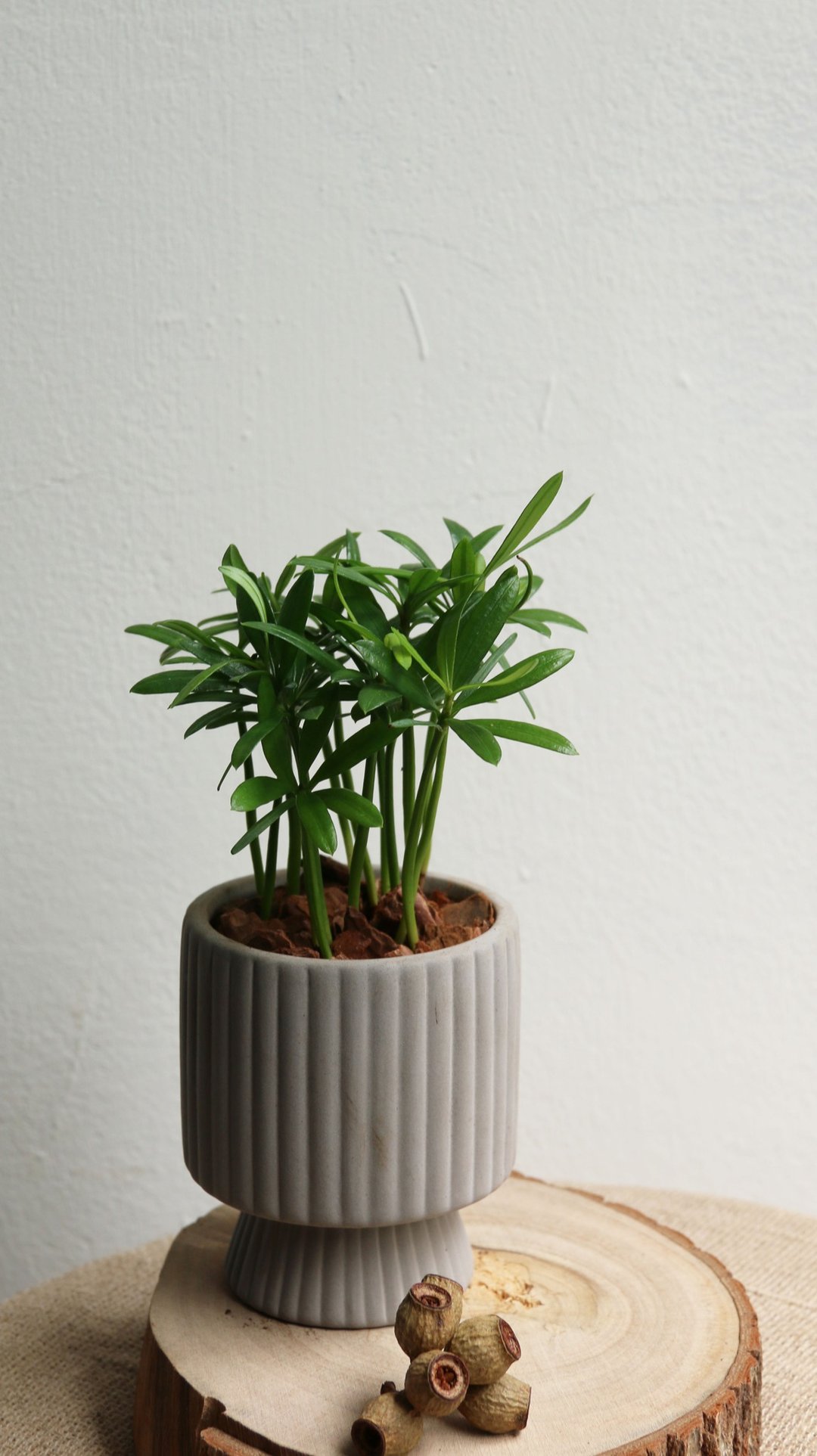 【疗愈系列】半日照植物 罗汉松 - 植栽/盆栽 - 植物．花 