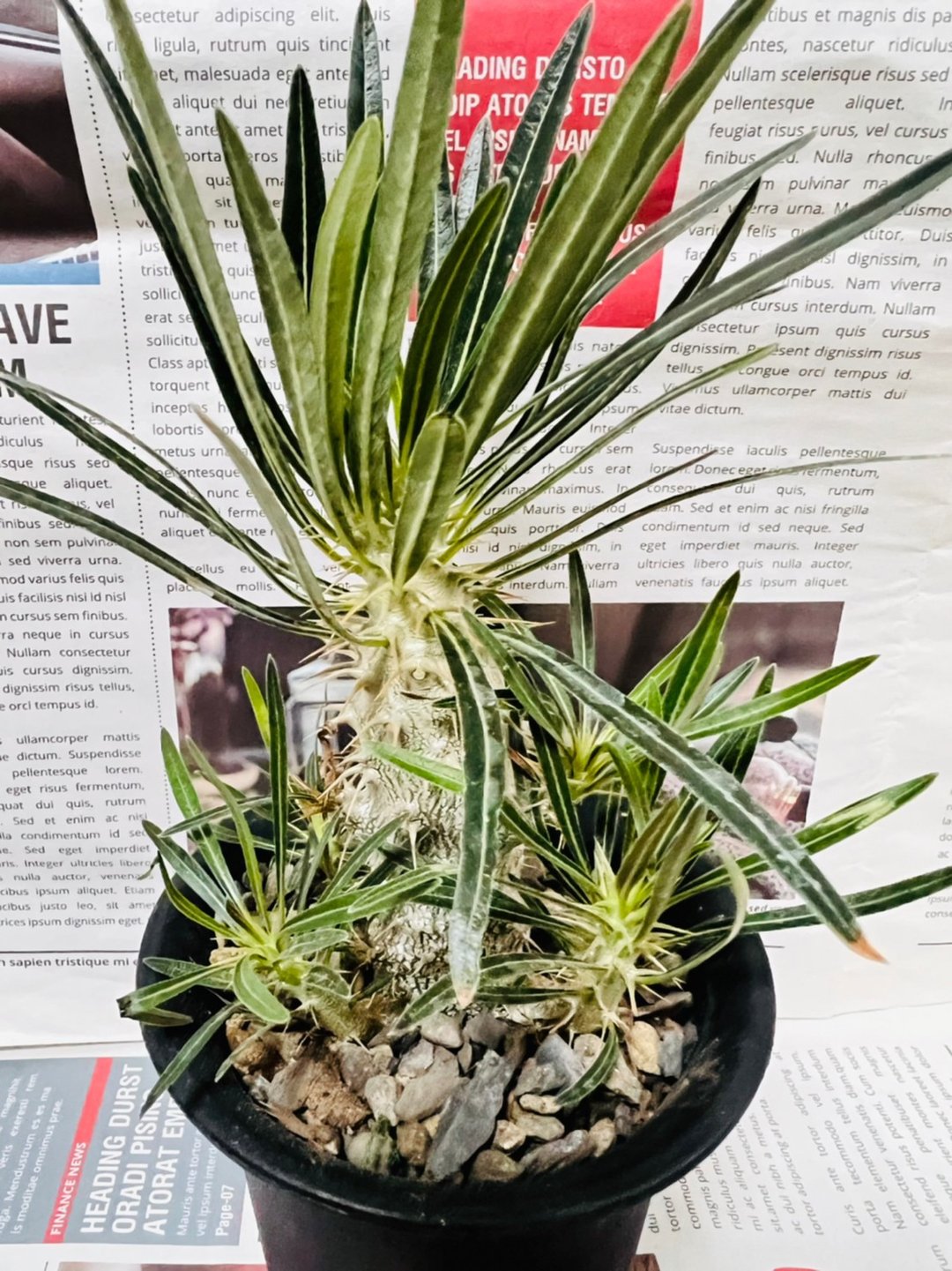象牙宫 实生苗 多头 块根多肉植物 - 植栽/盆栽 - 塑料 黑色