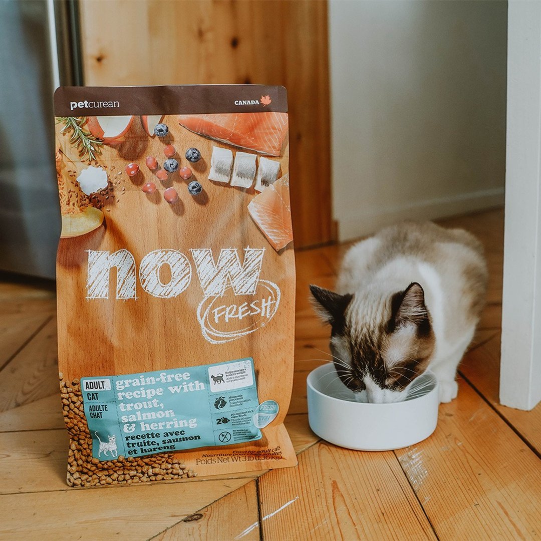 【猫主食】now 鲜鱼无谷 成猫配方 天然粮 饲料 猫粮 室内猫 - 猫罐头/鲜食 - 新鲜食材 橘色