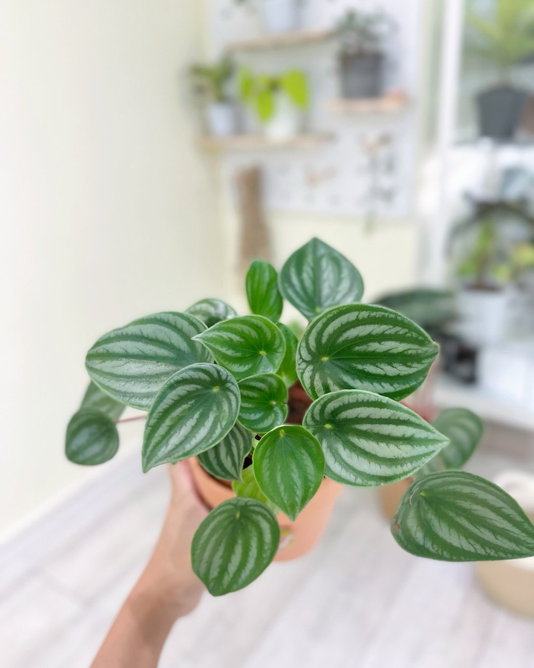 【室内绿植】Peperomia sandersii 西瓜皮椒草 - 植栽/盆栽 - 植物．花 
