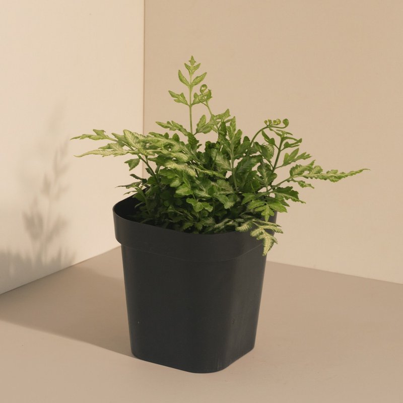 Victoria 维多利亚凤尾蕨_室内植栽 - 植栽/盆栽 - 植物．花 