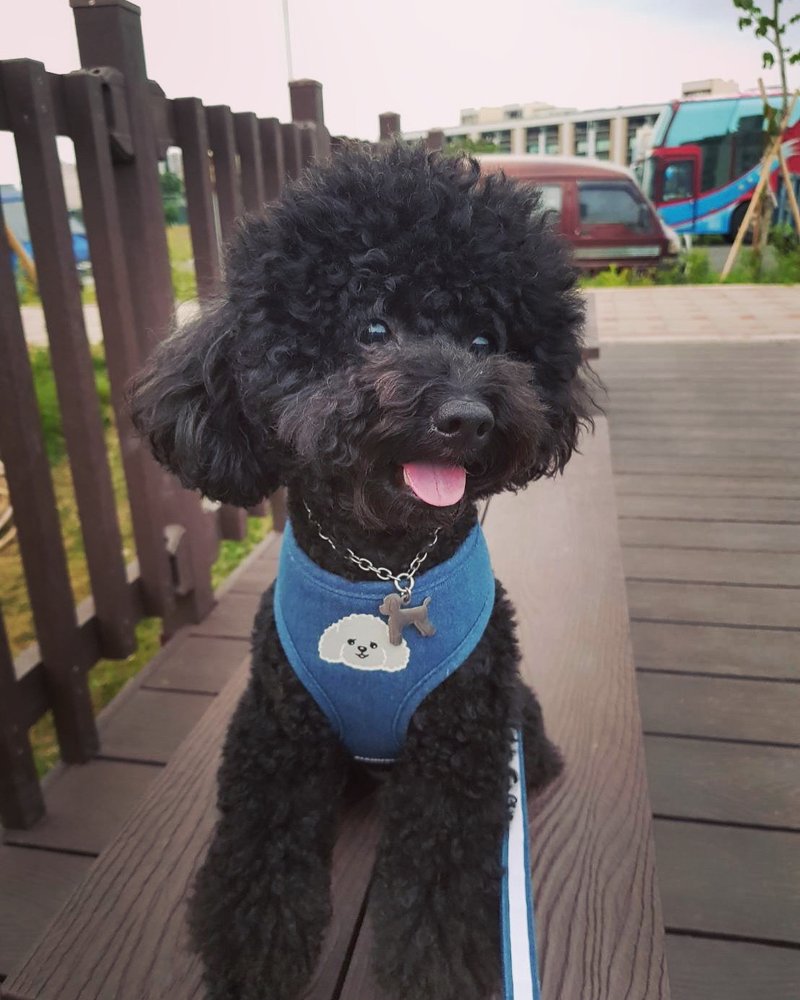 猫咪狗狗Q版大头反光宠物胸背带  定制姓名电话 夜间安全加强 - 项圈/牵绳 - 棉．麻 蓝色