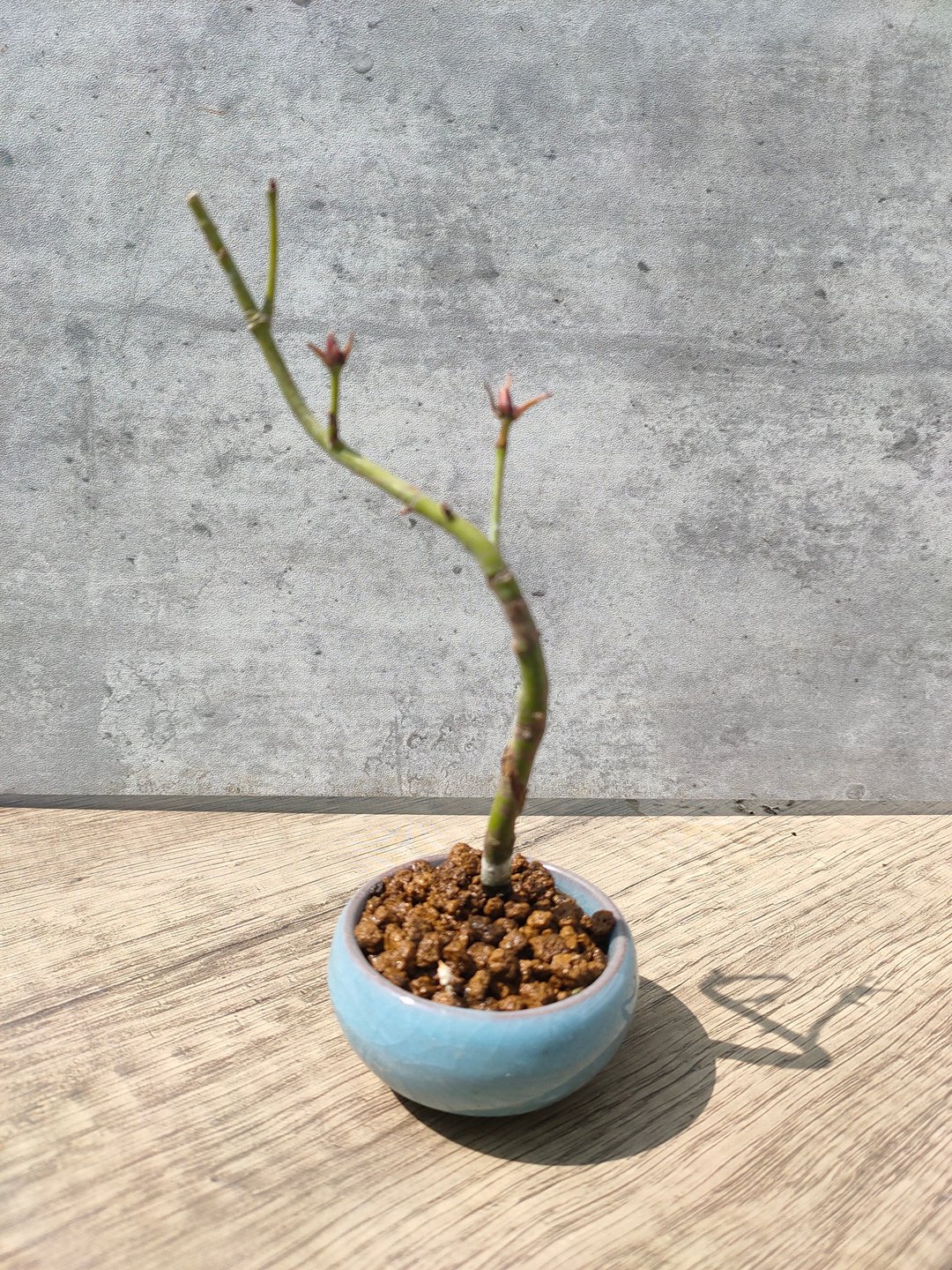 迷你盆栽--青枫 - 植栽/盆栽 - 植物．花 