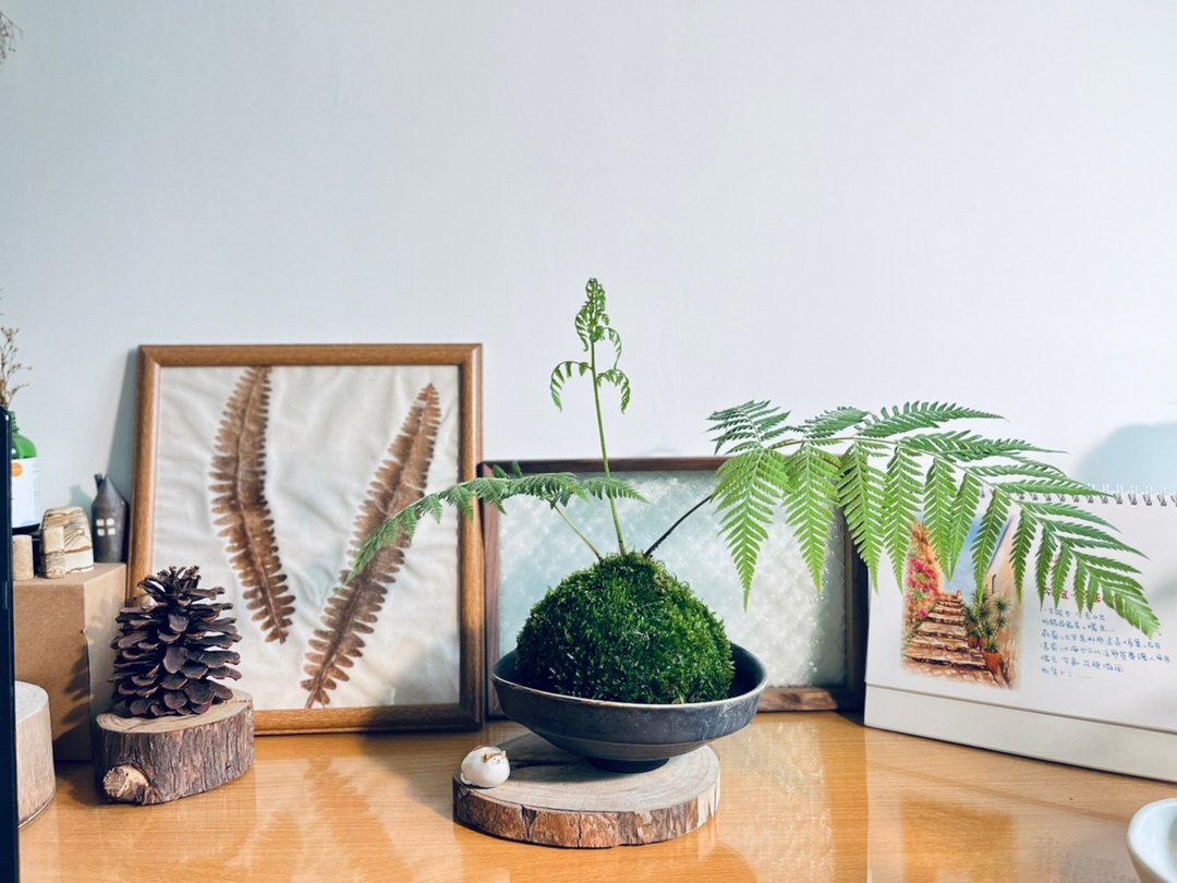 台湾金狗毛蕨 l 大型 植物苔球 蕨类 室内植栽 礼物 - 植栽/盆栽 - 植物．花 
