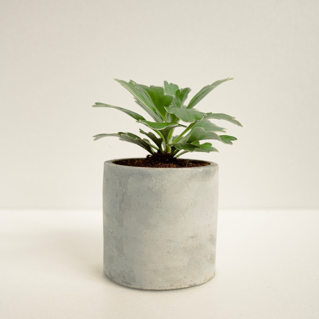矶菊│泥作系列│福所栽 - 植栽/盆栽 - 水泥 绿色