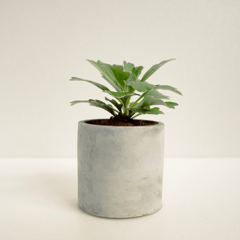 矶菊│泥作系列│福所栽 - 植栽/盆栽 - 水泥 绿色