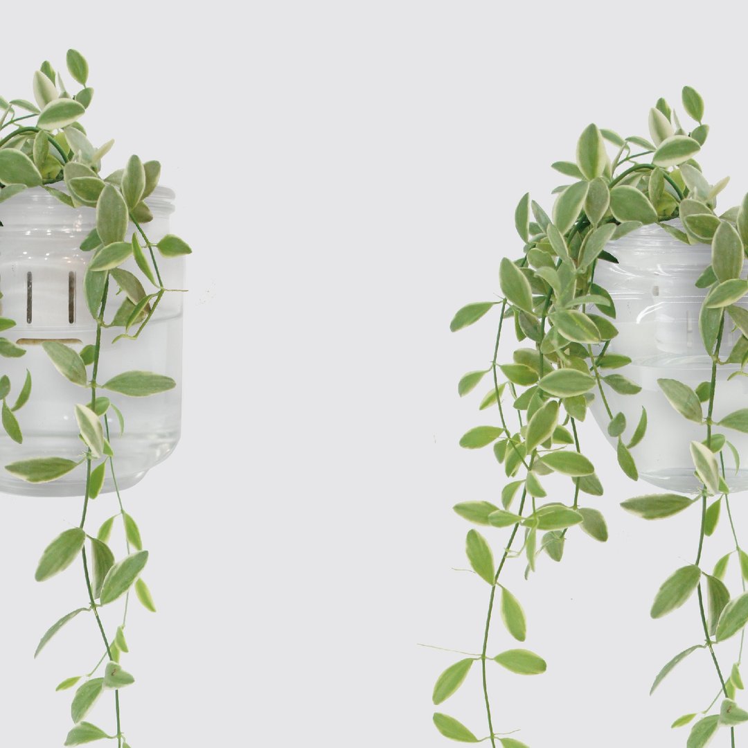 │ 玻璃系列 │ 斑叶串钱藤 - 垂挂植物 鱼水共生 风水招财 水耕 - 植栽/盆栽 - 植物．花 白色