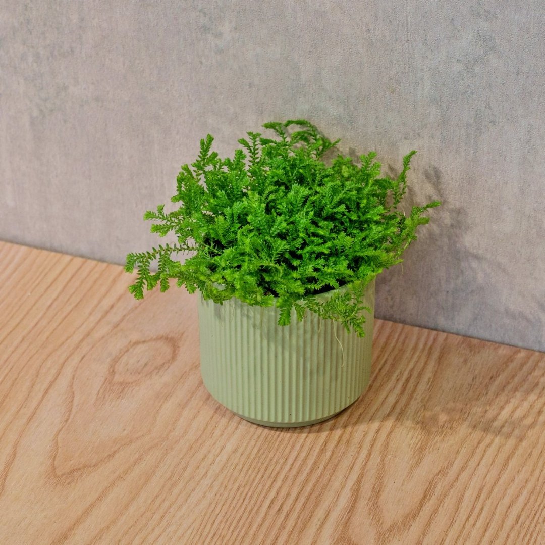 小卷柏 莫兰迪色系直纹陶盆 室内植物 观叶植物 礼物 盆栽 - 植栽/盆栽 - 植物．花 绿色