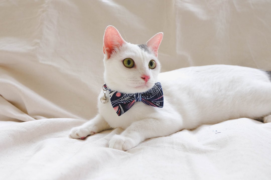 A-NI Collar for cats and dogs, spring rolls (bow) - 项圈/牵绳 - 其他材质 蓝色