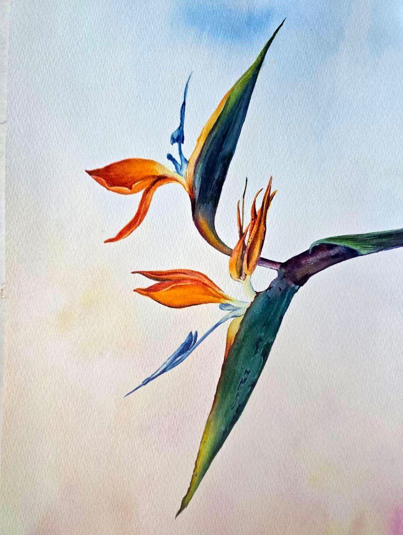 水彩植物画【天堂鸟】 - 画框/相框 - 纸 