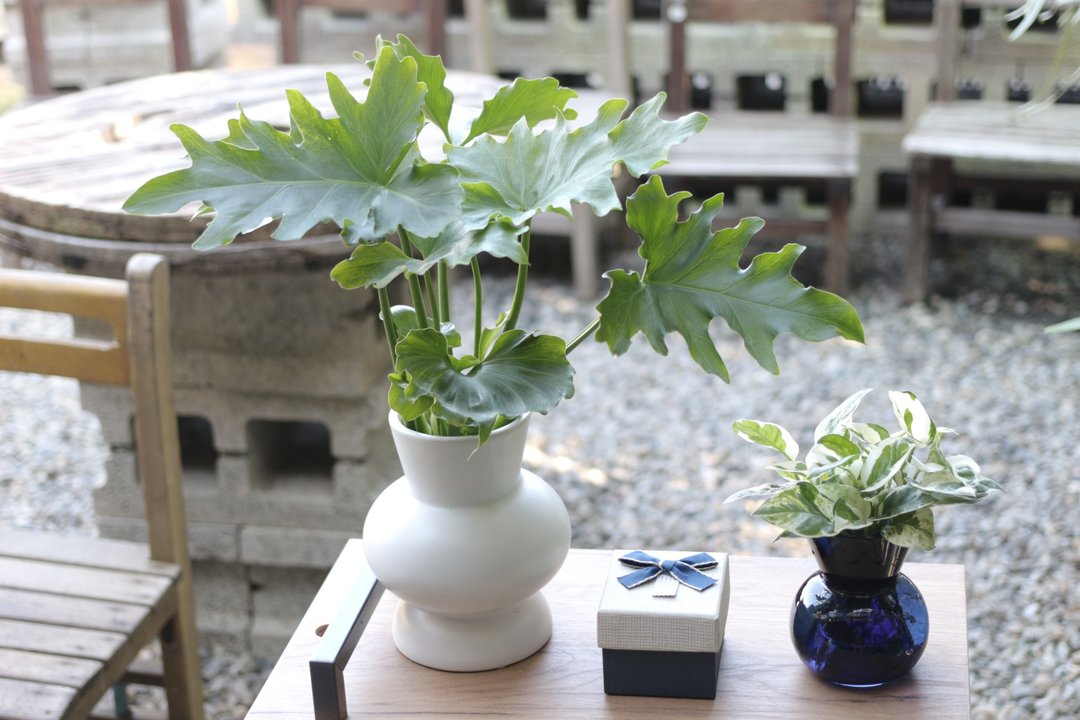 水培植栽│小天使蔓绿绒_室内植物 办公室盆栽 店内布置 送礼 - 植栽/盆栽 - 陶 
