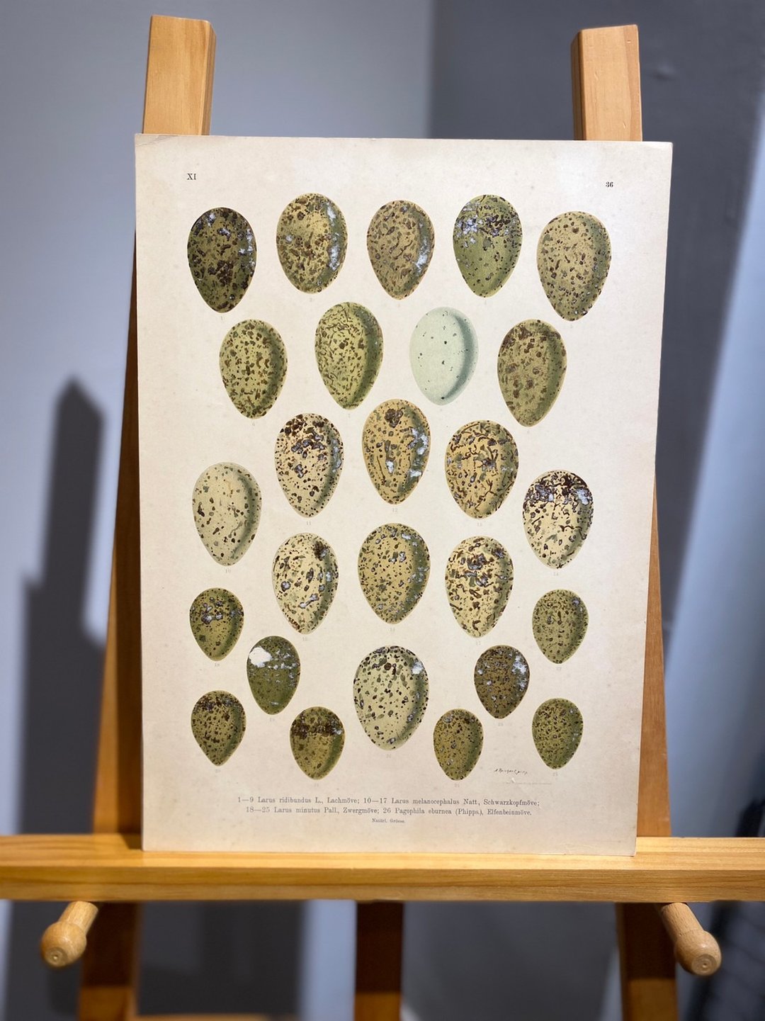 古董 19 世纪德国欧洲鸟蛋石版画图鉴 - 海报/装饰画/版画 - 纸 