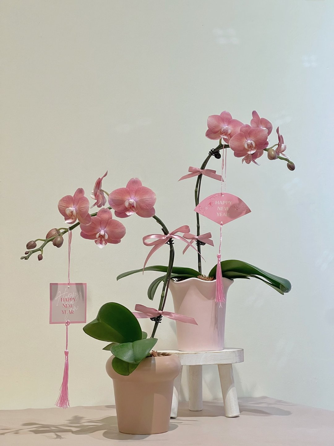 贺年兰花室内盆栽 - 植栽/盆栽 - 植物．花 