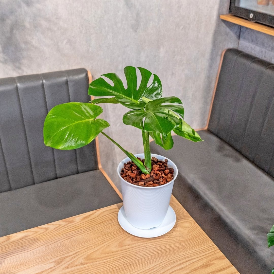 龟背芋 5寸日式塑陶盆 观叶植物盆栽 - 植栽/盆栽 - 植物．花 