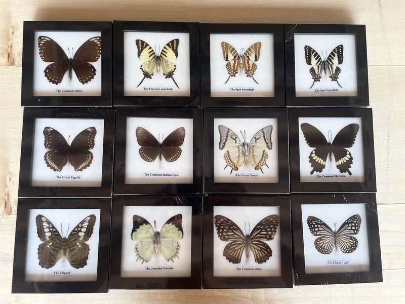 12xFrame Real Beautiful Butterfly Insect Taxidermy Display Wall Mount HomeDecor - 墙贴/壁贴 - 木头 