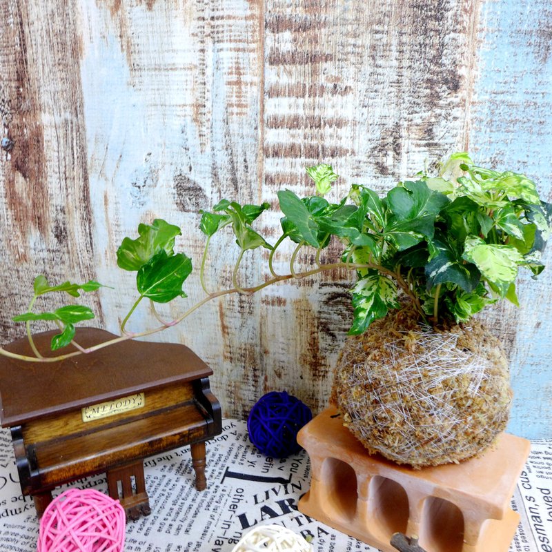 芊艹手作/ 藤蔓系列苔球 - 常春藤 - 植栽/盆栽 - 植物．花 多色