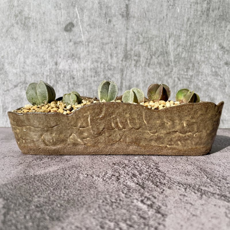 长型多肉植物盆栽 - 植栽/盆栽 - 陶 咖啡色