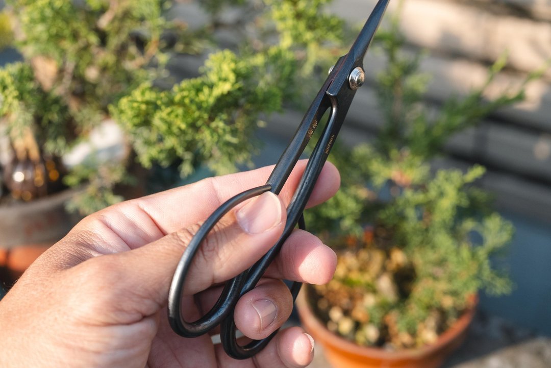 迷你盆栽剪定铗 豆盆栽专用养护剪定剪刀 盆栽工具 稀有小尺寸 - 植栽 - 其他金属 黑色