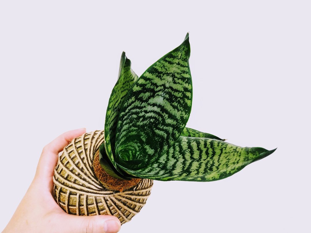 银脉虎尾兰苔球│室内植物│阳台植物│观叶植物 - 植栽/盆栽 - 植物．花 绿色