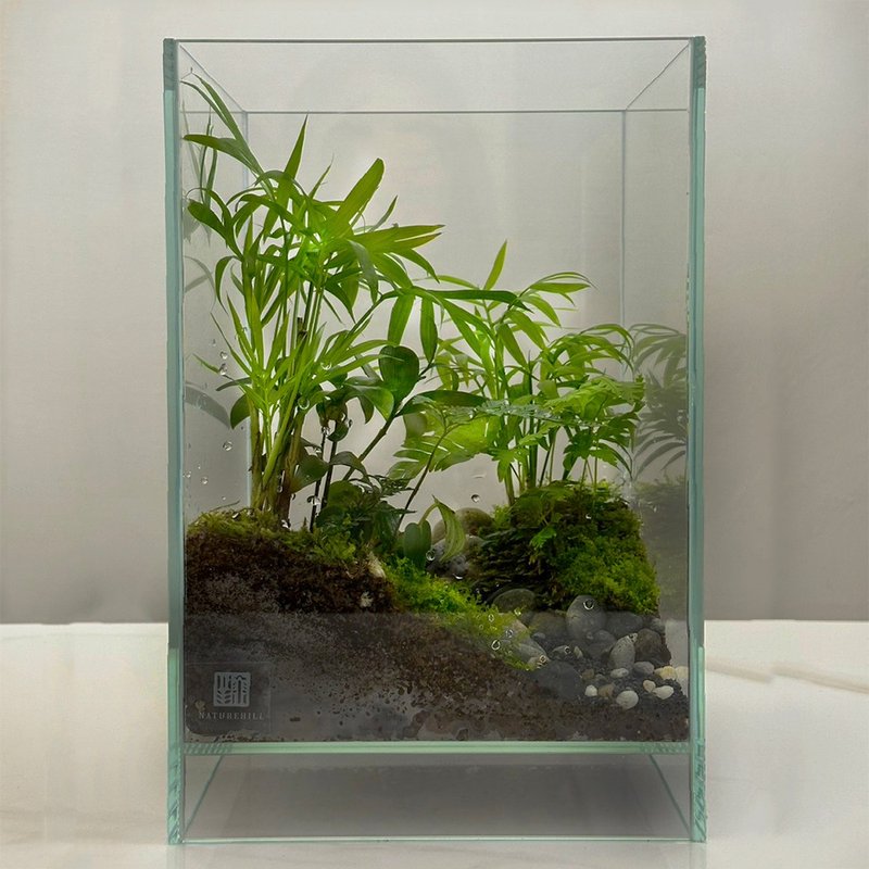 森林的方向 / 定制化造景生态缸 - 植栽/盆栽 - 植物．花 