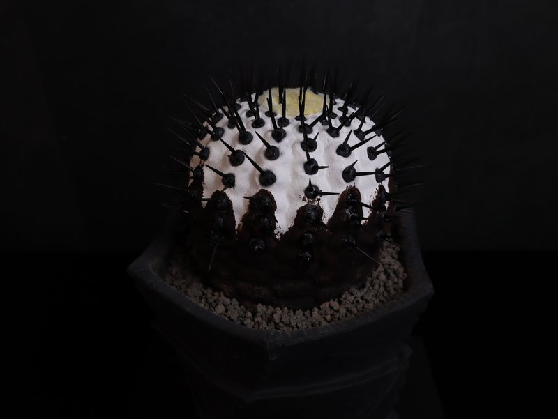 黑王丸(中)/仿生植物/块根/居家摆饰/水泥饰品 - 摆饰 - 水泥 黑色