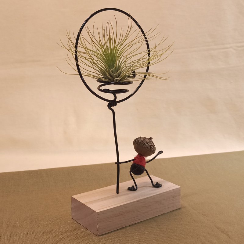 【空气凤梨气球】后大埔石栎空凤架 - 植栽/盆栽 - 其他材质 黑色