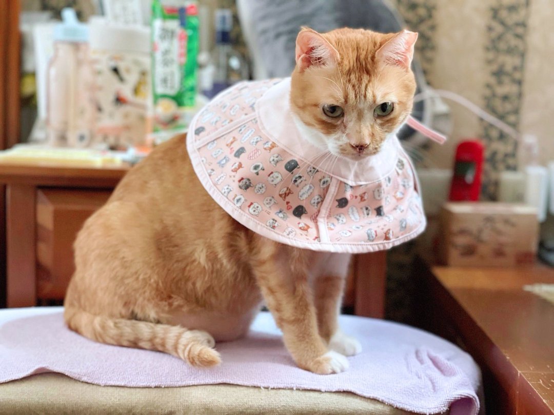 粉红系列 猫咪专用头套 防抓防舔 伊莉莎白项圈 - 订制抱枕/饰品 - 棉 多色