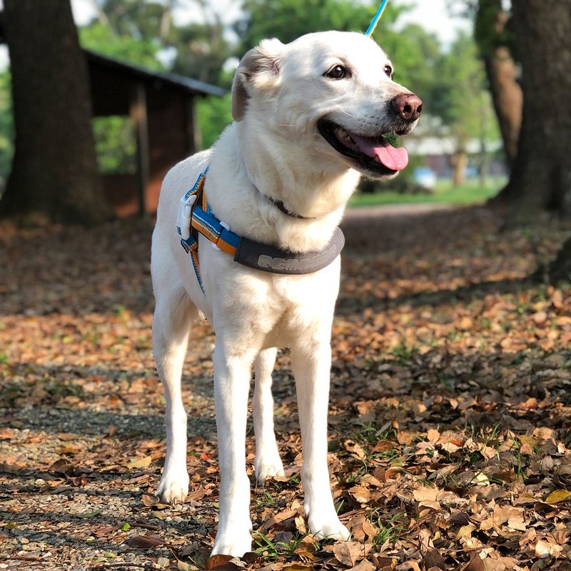 PETRICK 挪威快套狗用胸背带 共二色 - 项圈/牵绳 - 尼龙 