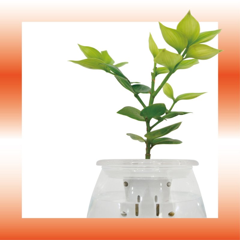 │ 玻璃系列 │ 竹柏 - 鱼水共生 室内植物 水耕盆栽 - 植栽/盆栽 - 植物．花 