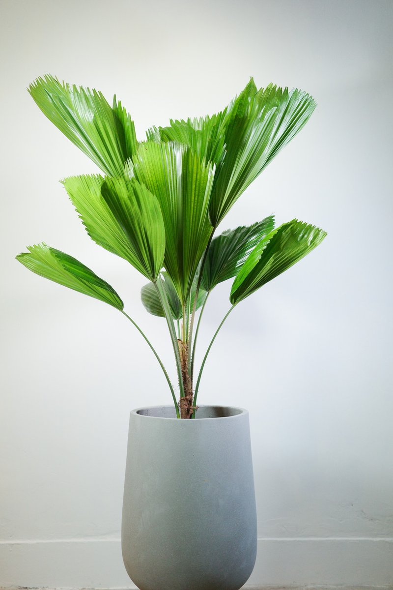 圆叶刺轴榈│有植 Yuzhi - 植栽/盆栽 - 植物．花 