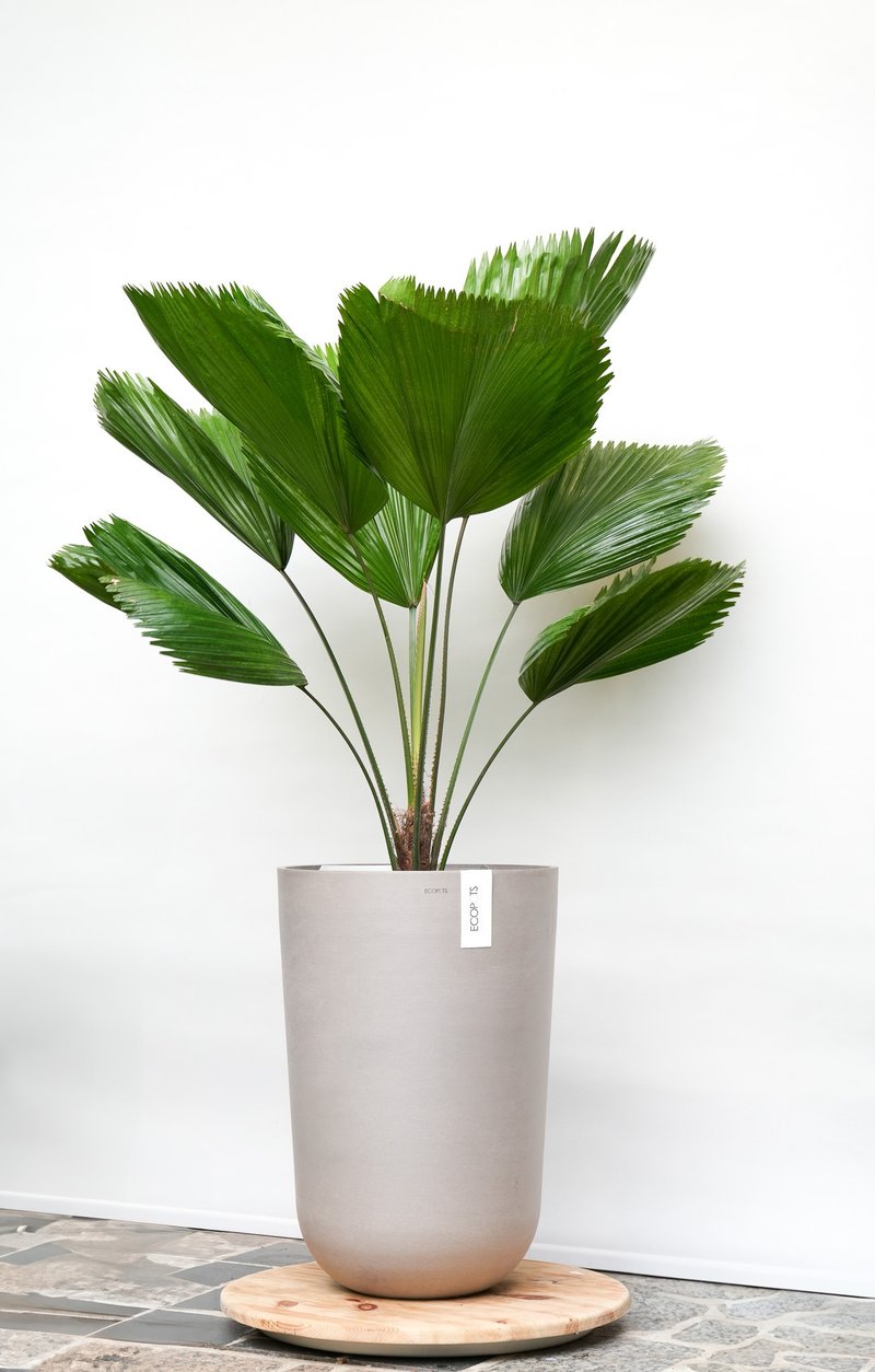 圆叶刺轴榈│有植 Yuzhi - 植栽/盆栽 - 植物．花 