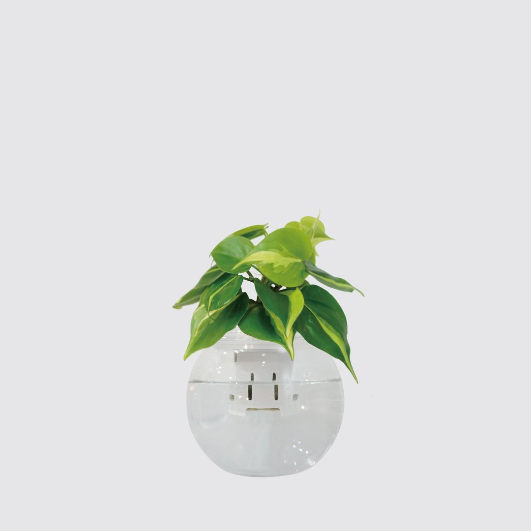 │ 玻璃系列 │ 斑叶桃心蔓绿绒 - 水耕盆栽 鱼水共生 室内植物 - 植栽/盆栽 - 植物．花 
