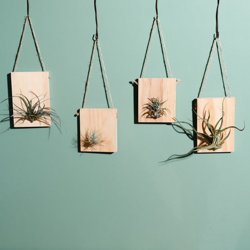 小木板与空气凤梨 - 红宝石、小精灵、女王头 - 植栽/盆栽 - 植物．花 