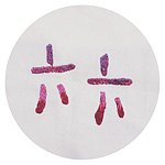 设计师品牌 - 六六