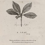 A.LEAF
