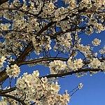 设计师品牌 - ajsakura