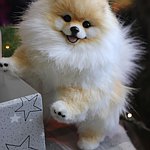 设计师品牌 - Animalbrooch