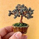 bonsai-chyuna