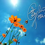 舞。微光手帐