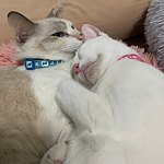 设计师品牌 - delphiwitch